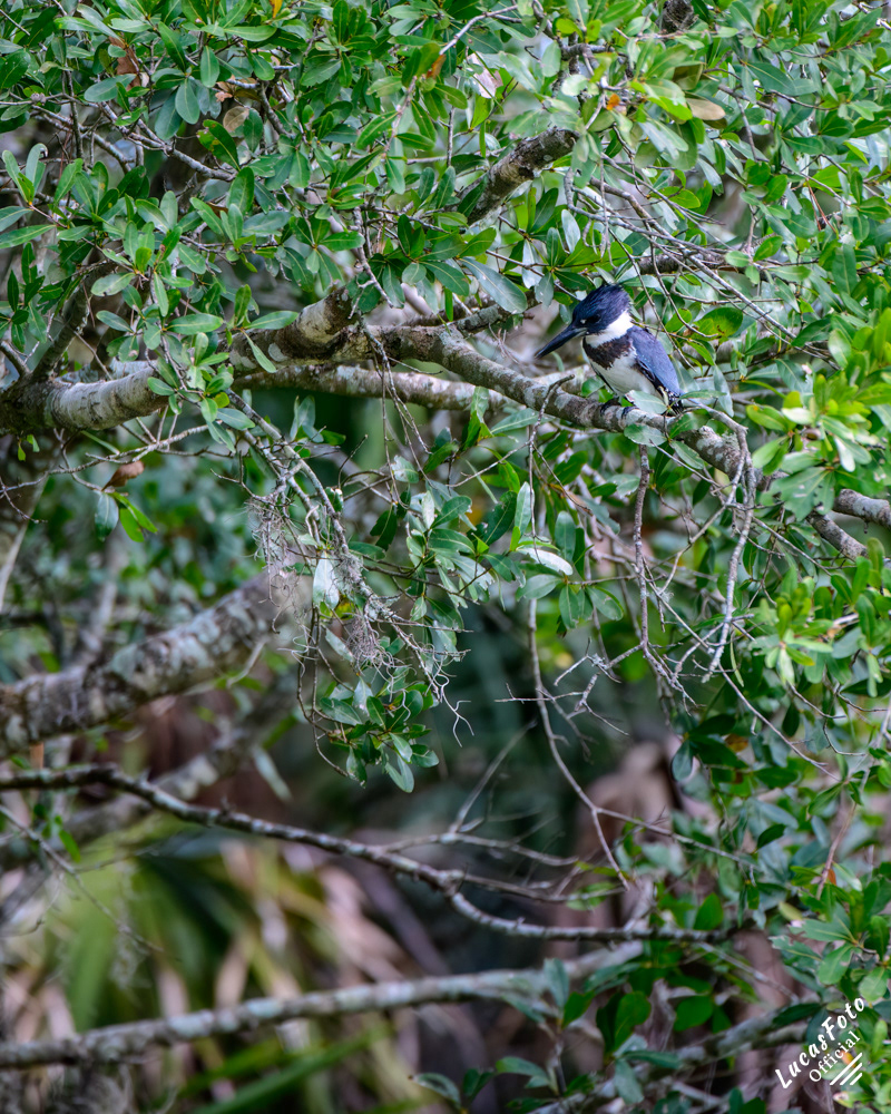 Belted Kingfisher