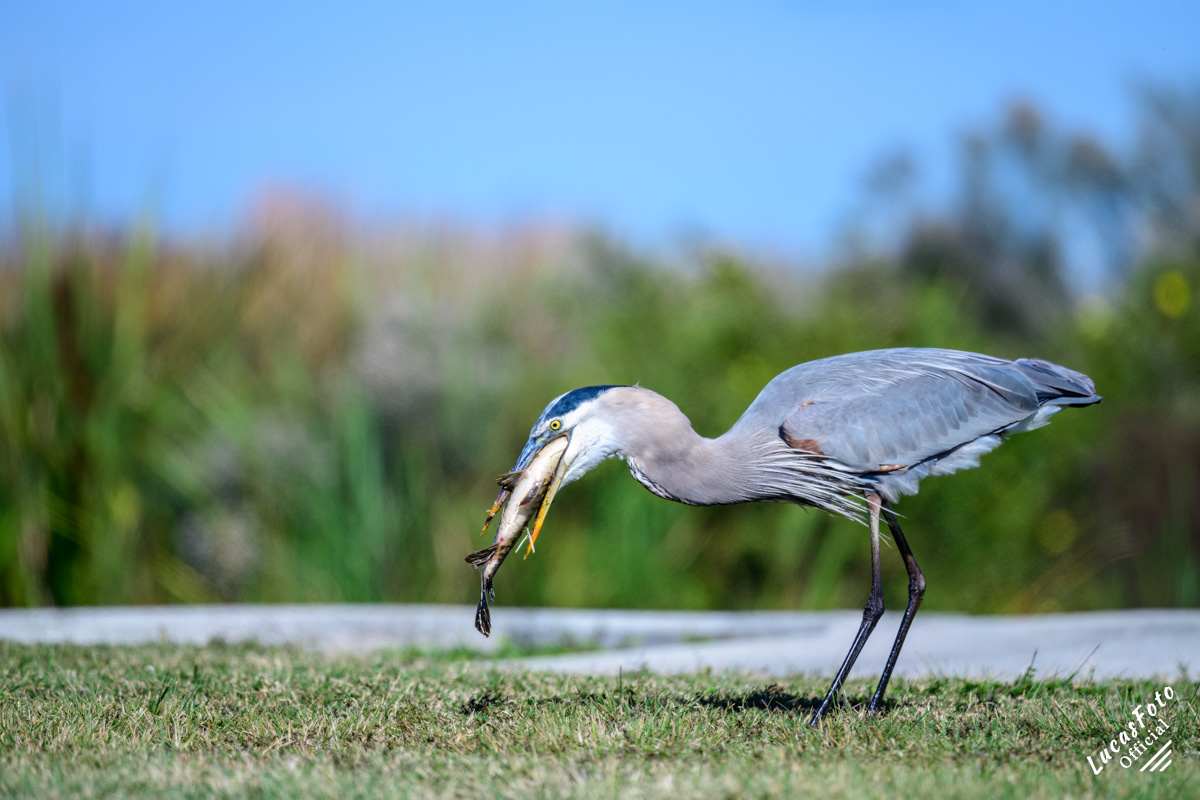 Great Blue Heron