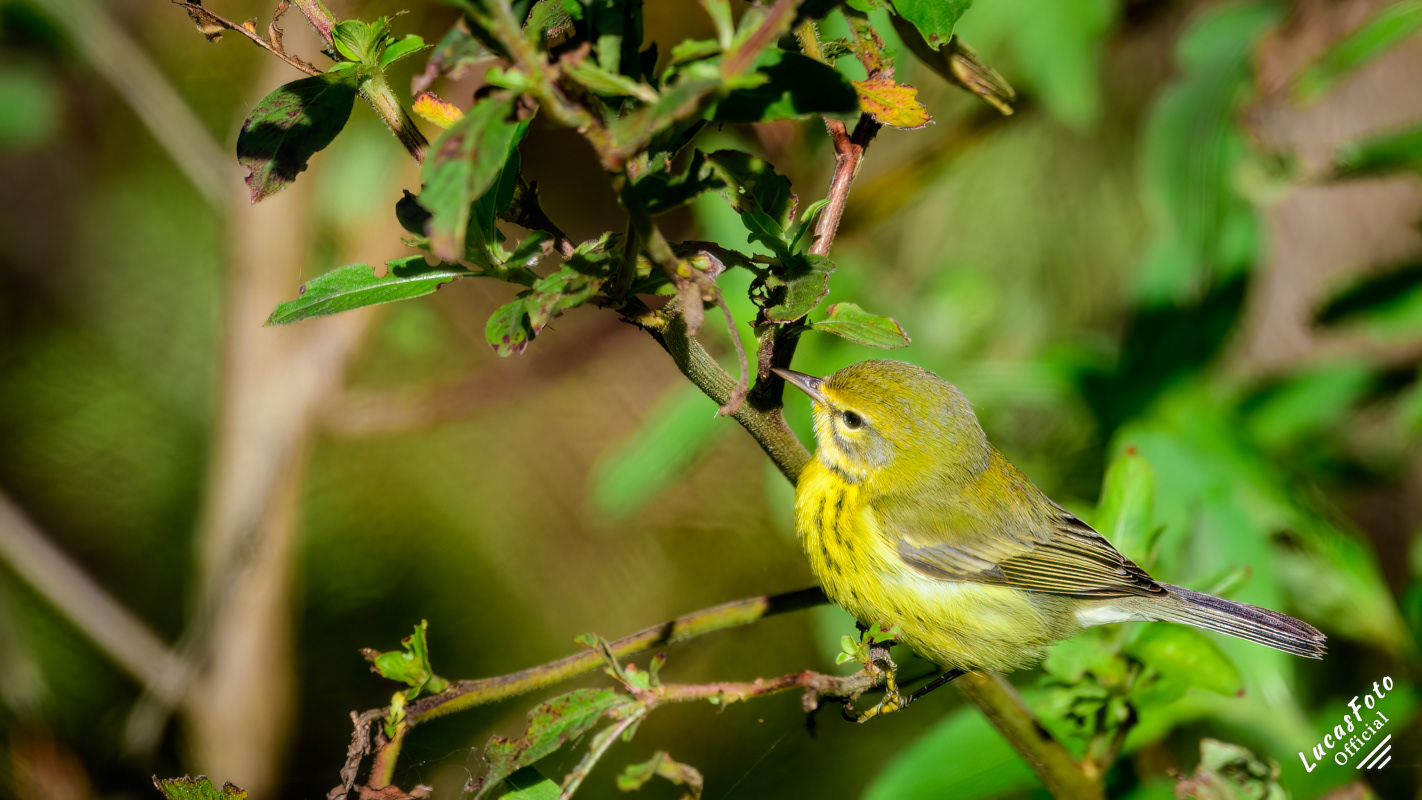 Prairie Warbler