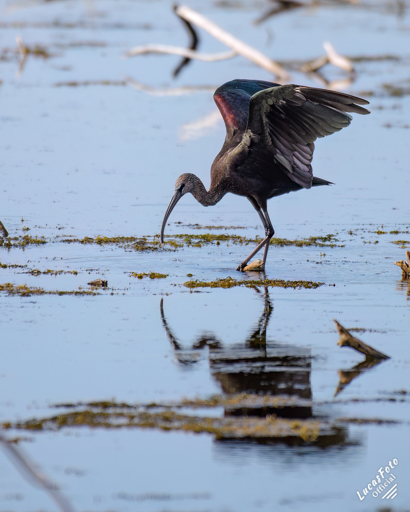 Glossy Ibis
