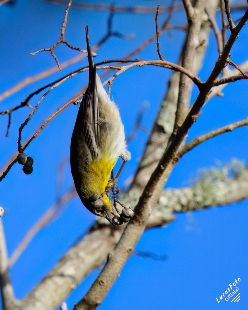 Pine Warbler