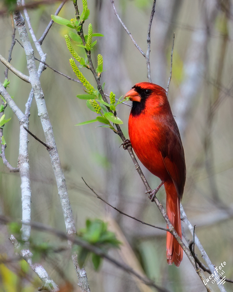 Northern Cardinal