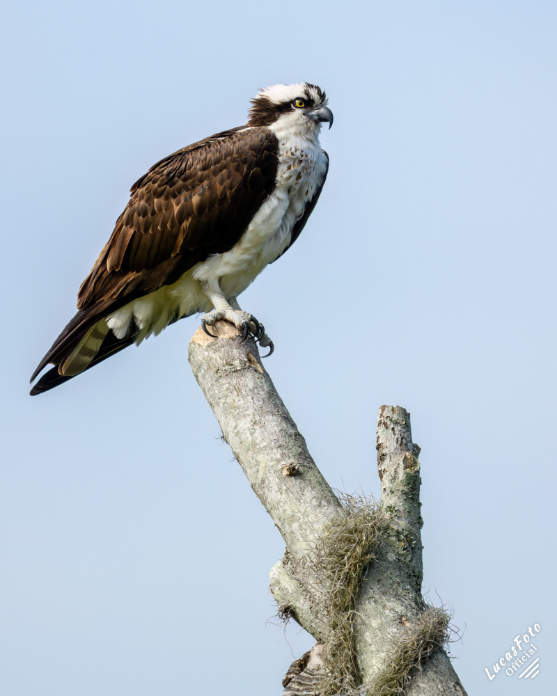 Osprey