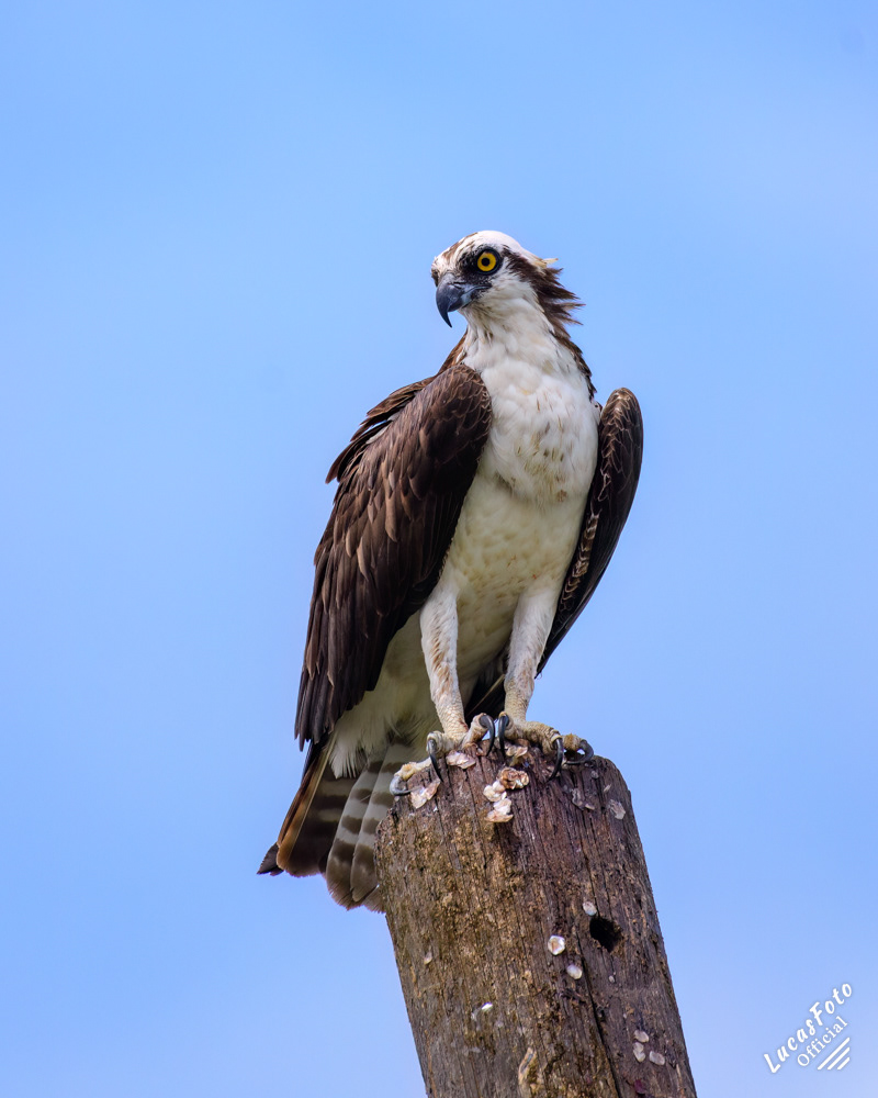 Osprey