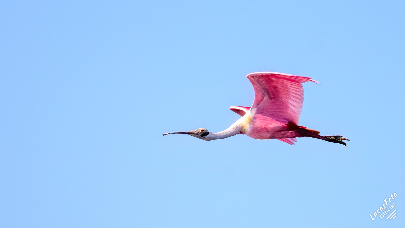 Roseate Spoonbill