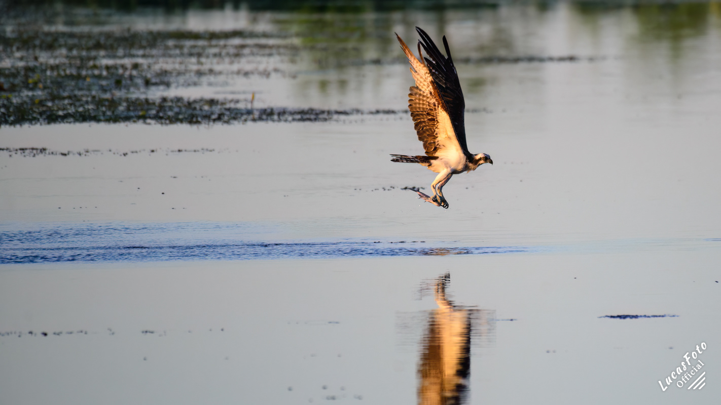 Osprey