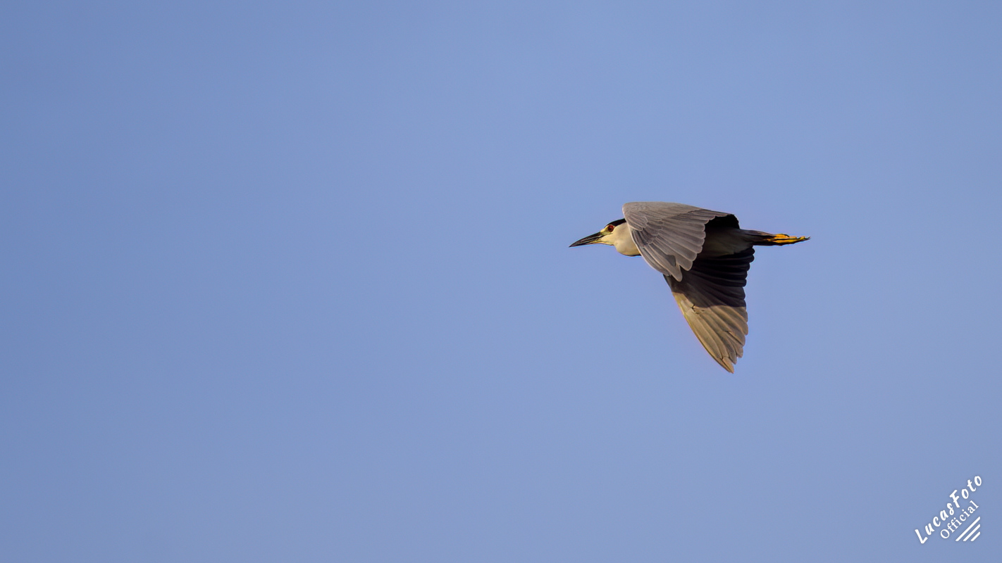 Black-crowned Night Heron