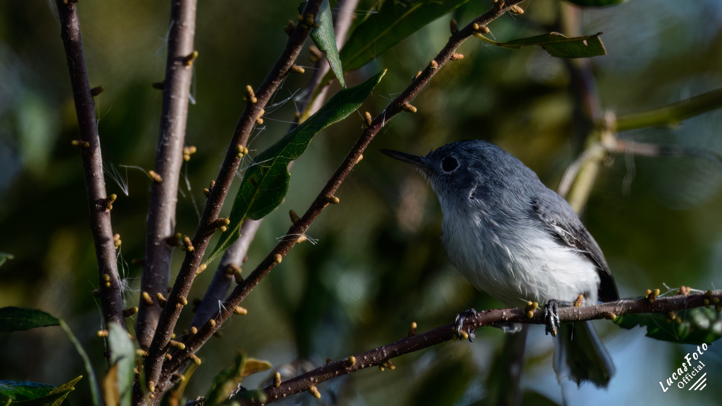 Blue-gray Gnatcatcher