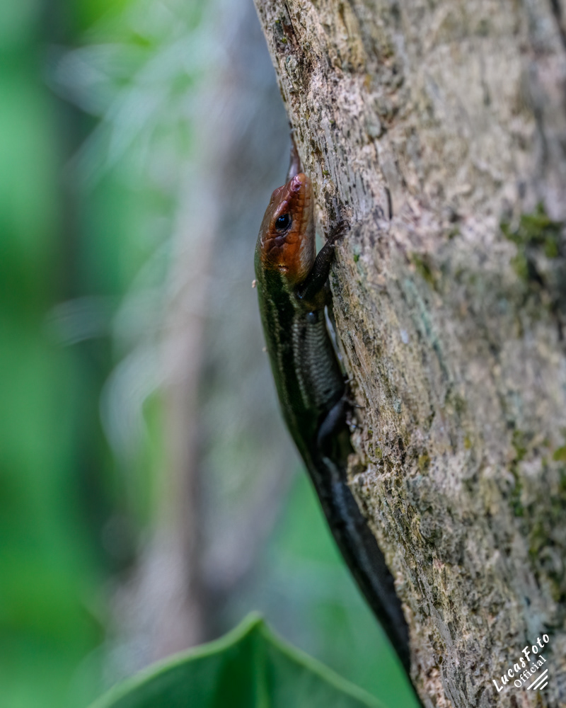 Southeastern Five-lined Skink