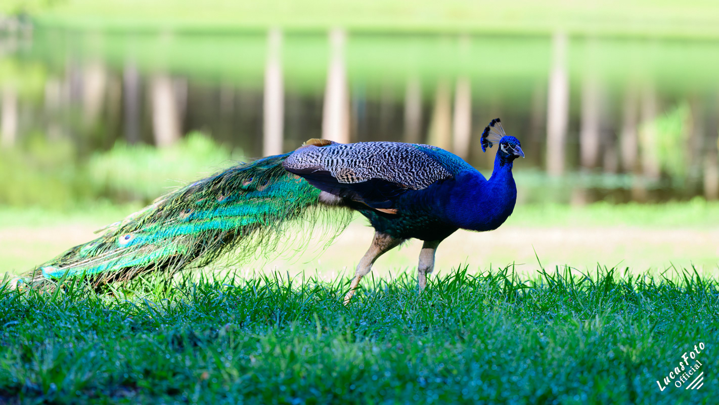 Indian Peafowl