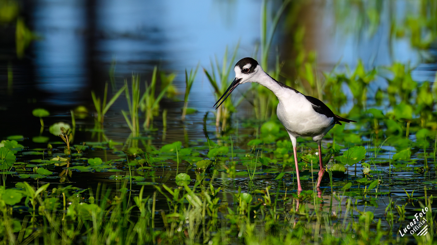 Black-necked Stilt