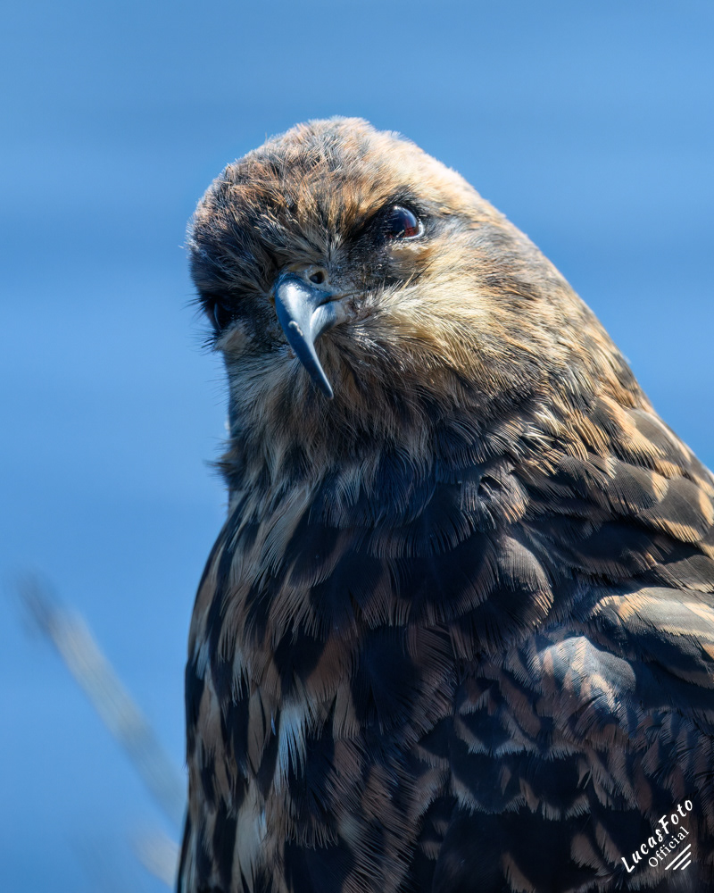 Snail Kite