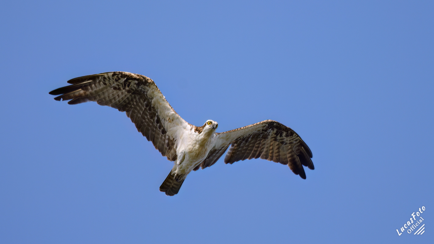 Osprey