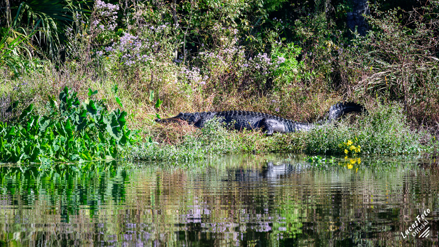 Alligator