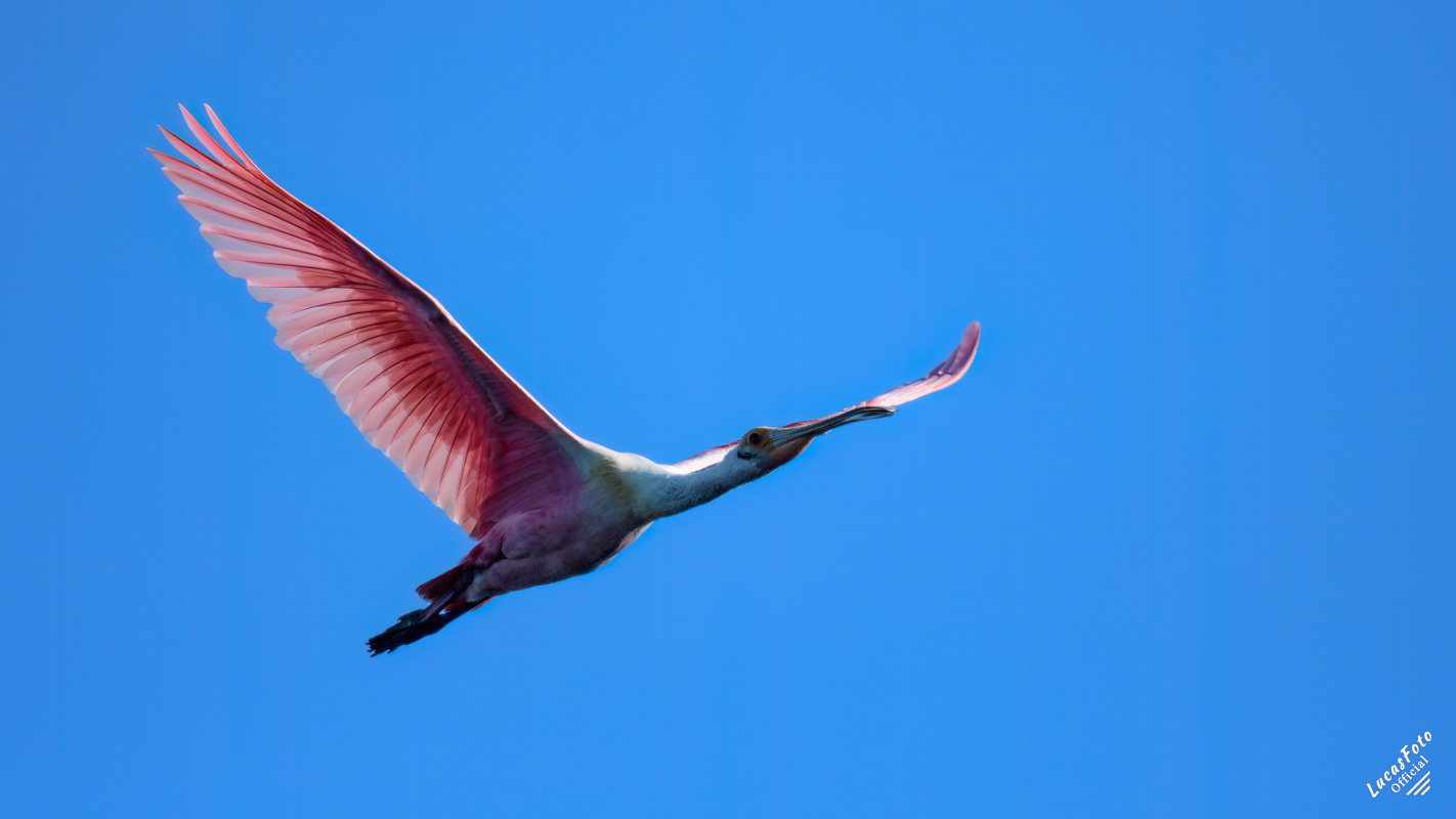 Roseate Spoonbill