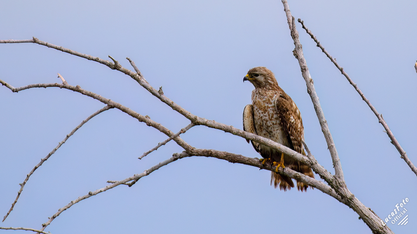 Red-shouldered Hawk