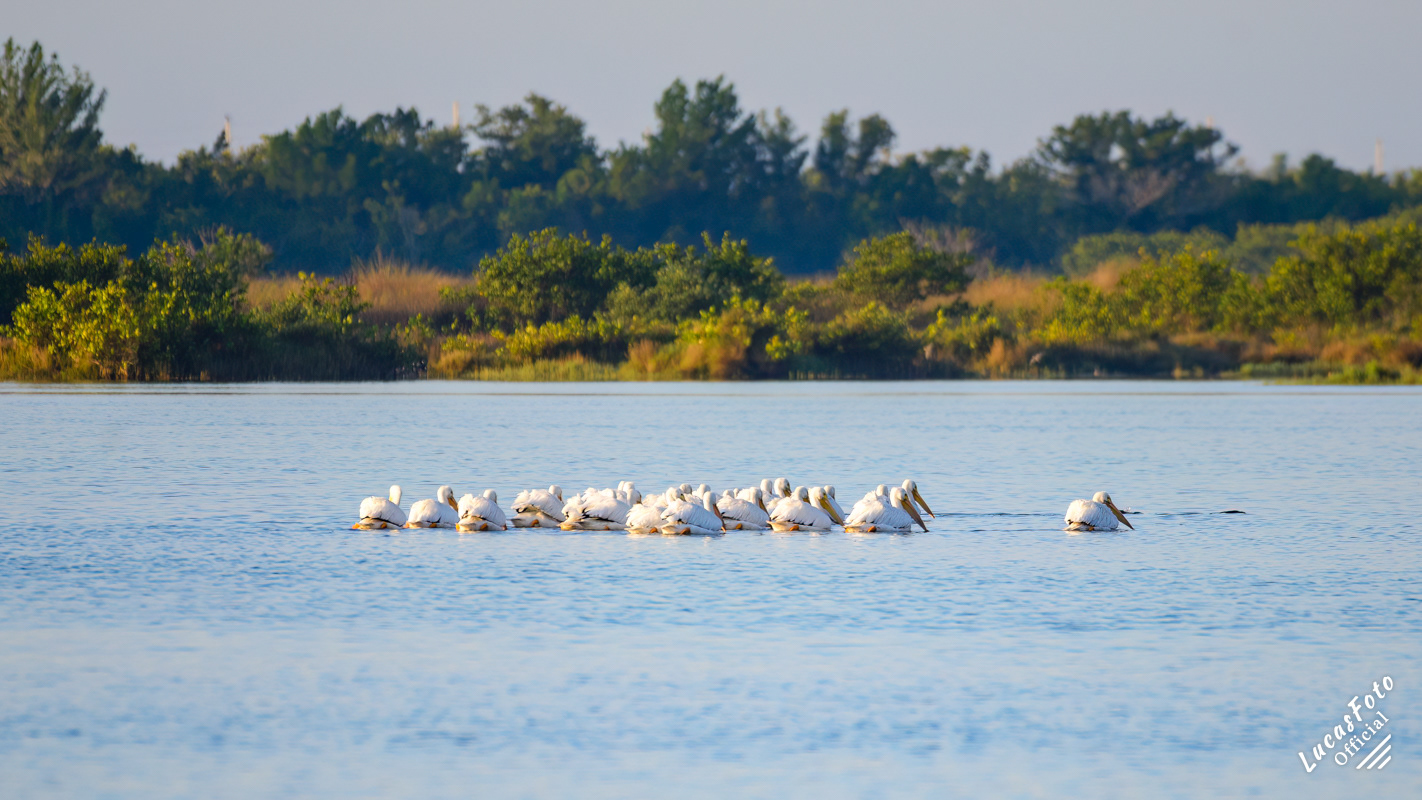American White Pelican