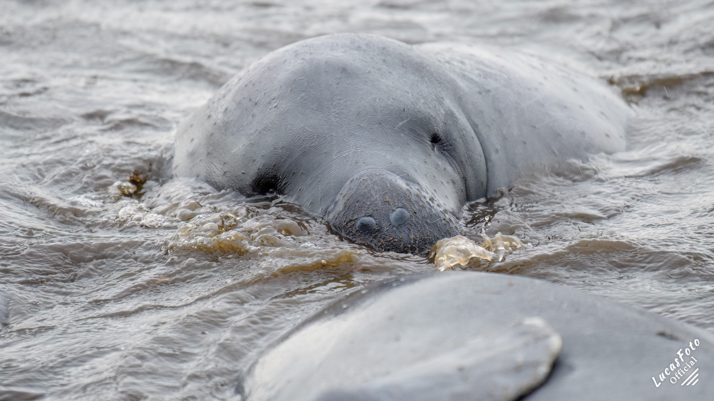 Manatee Mating Ball/Herd