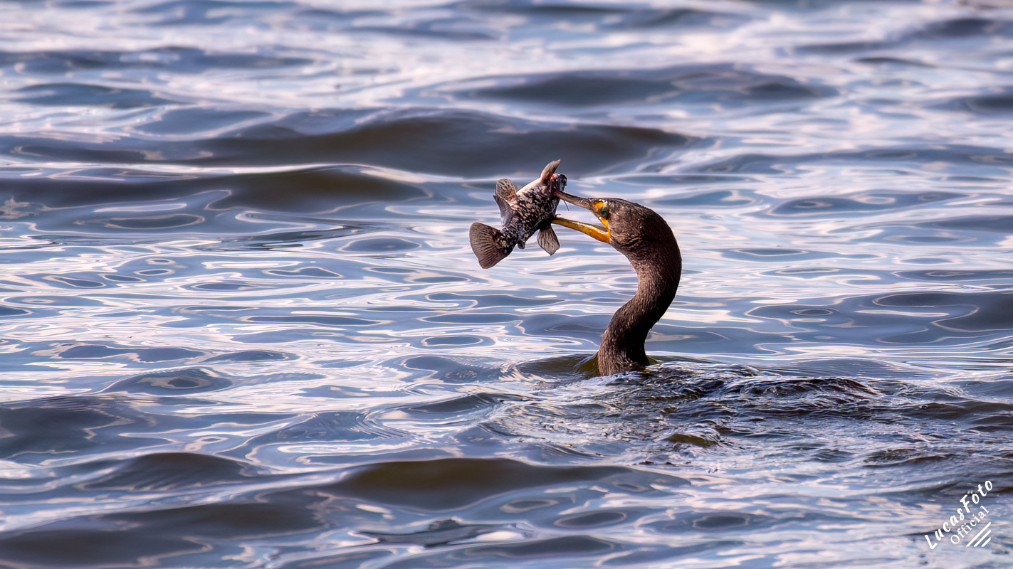 Double-crested Cormorant