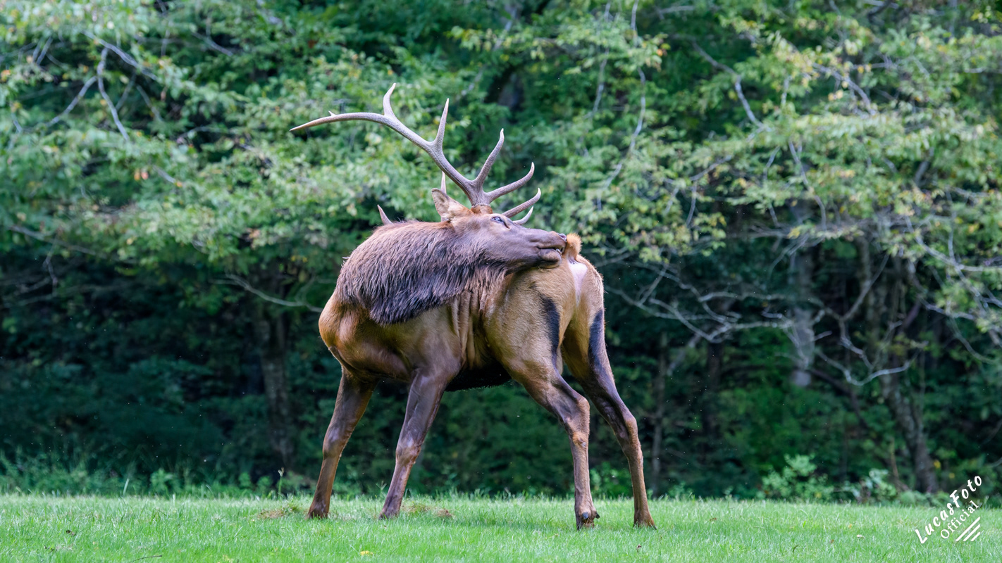 Elk