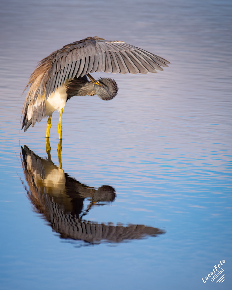Tricolored Heron