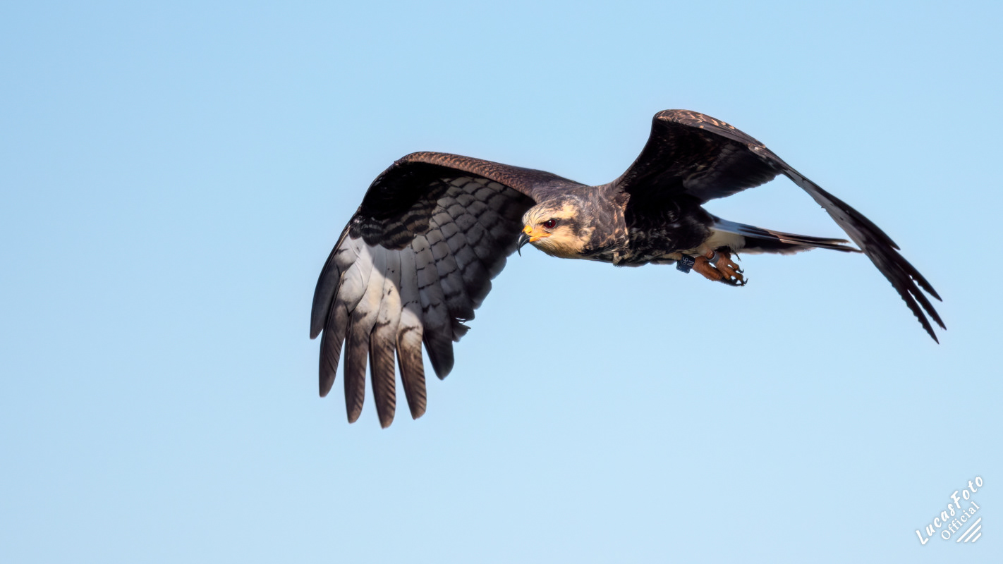 Snail Kite