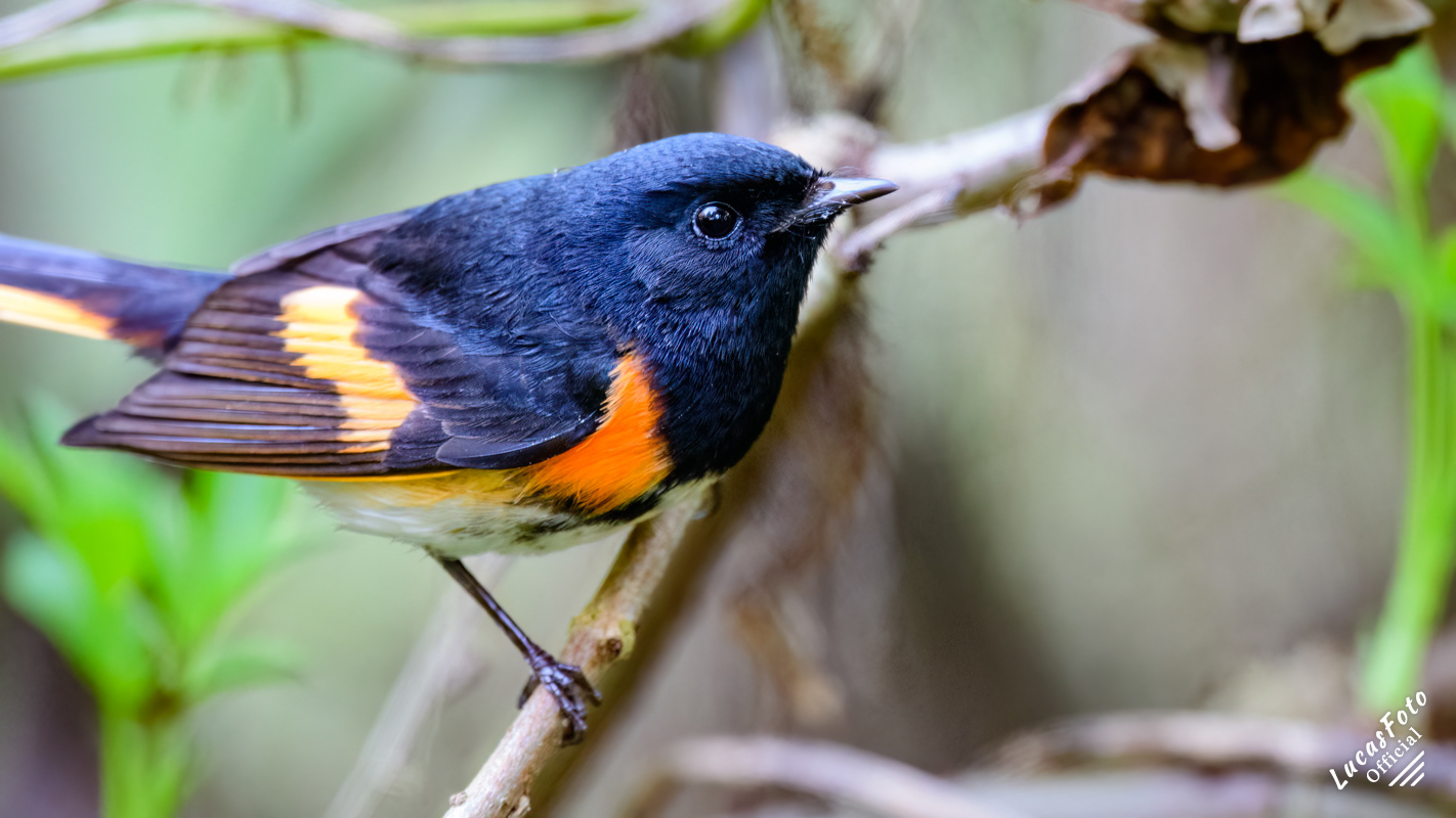 American Redstart