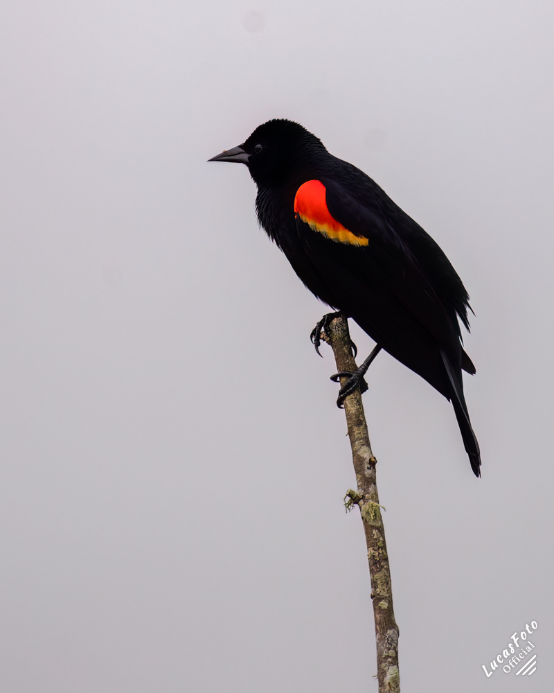 Red-winged Blackbird