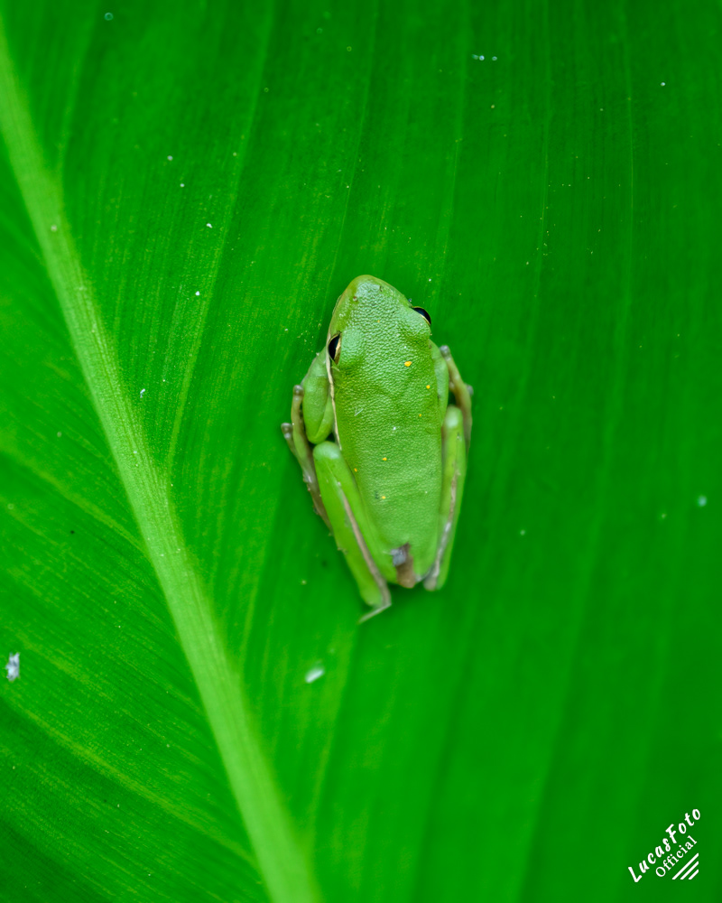 Green Treefrog