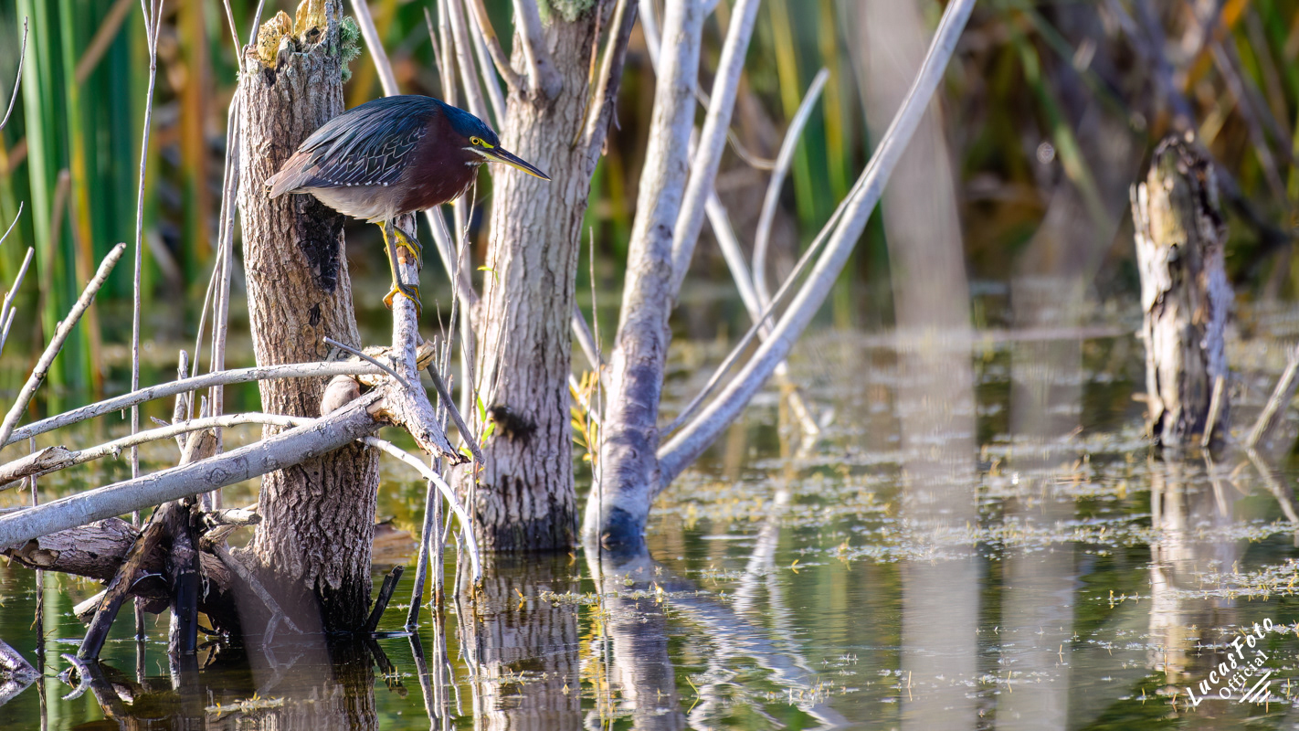 Green Heron