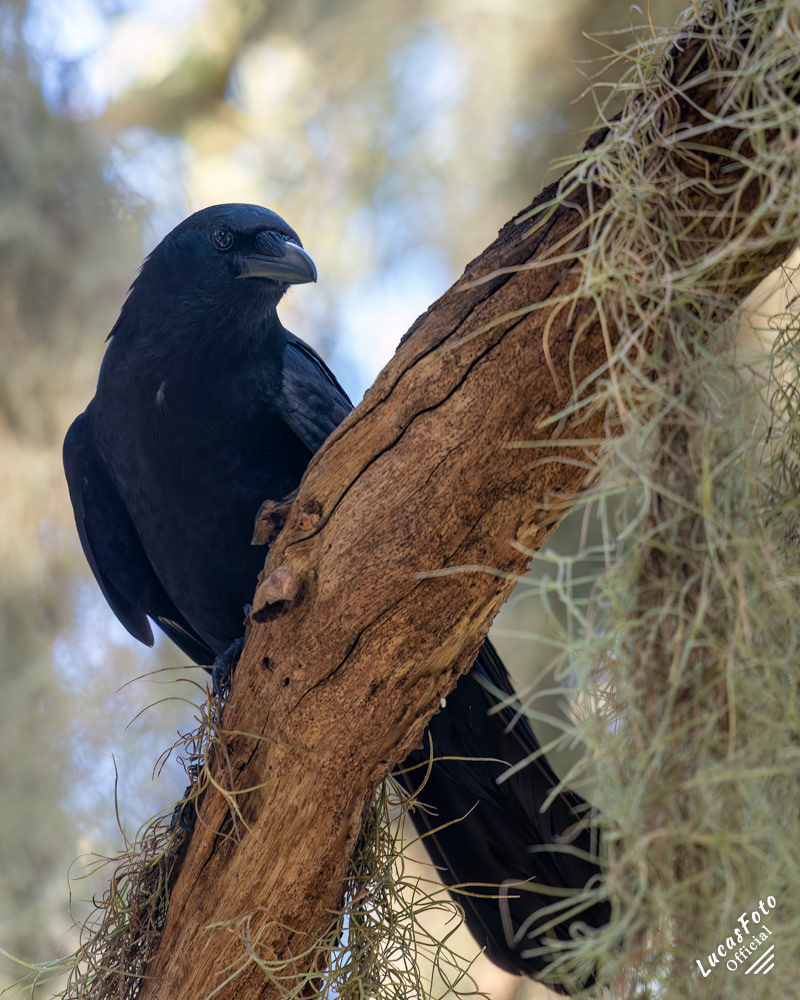 Fish Crow