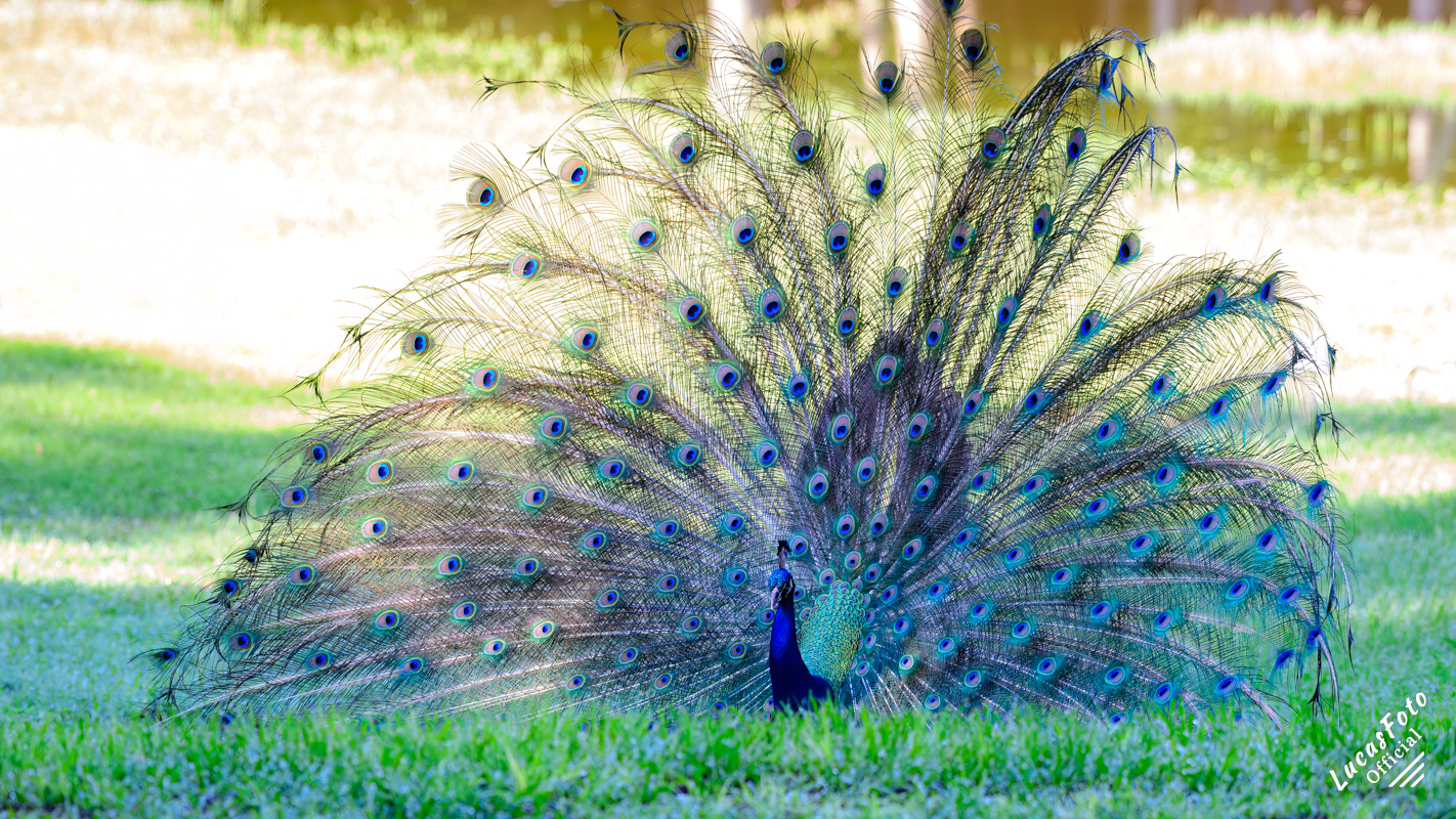 Indian Peafowl