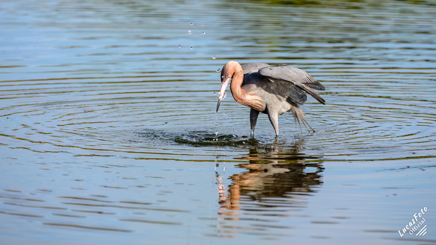 Reddish Egret