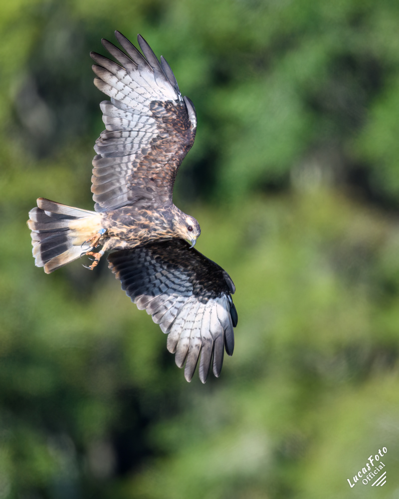 Snail Kite