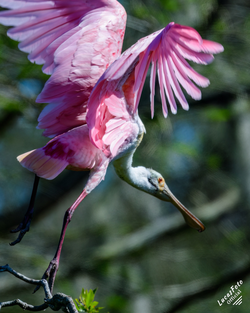 Roseate Spoonbill