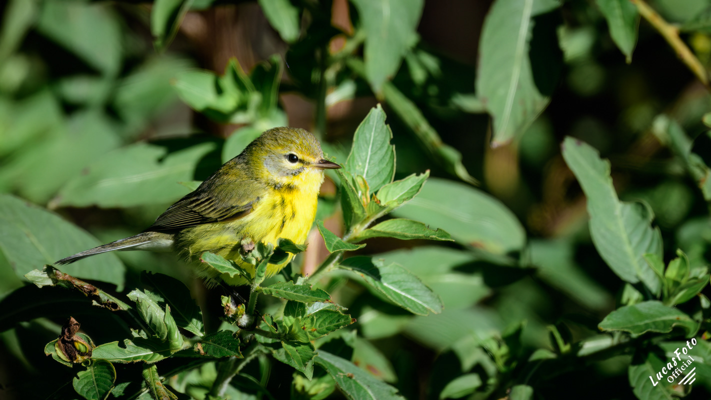 Prairie Warbler