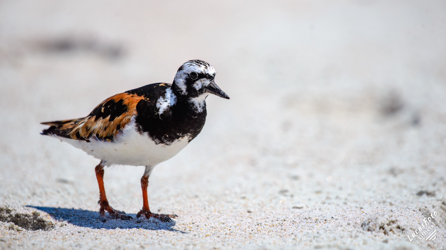 Ruddy Turnstone