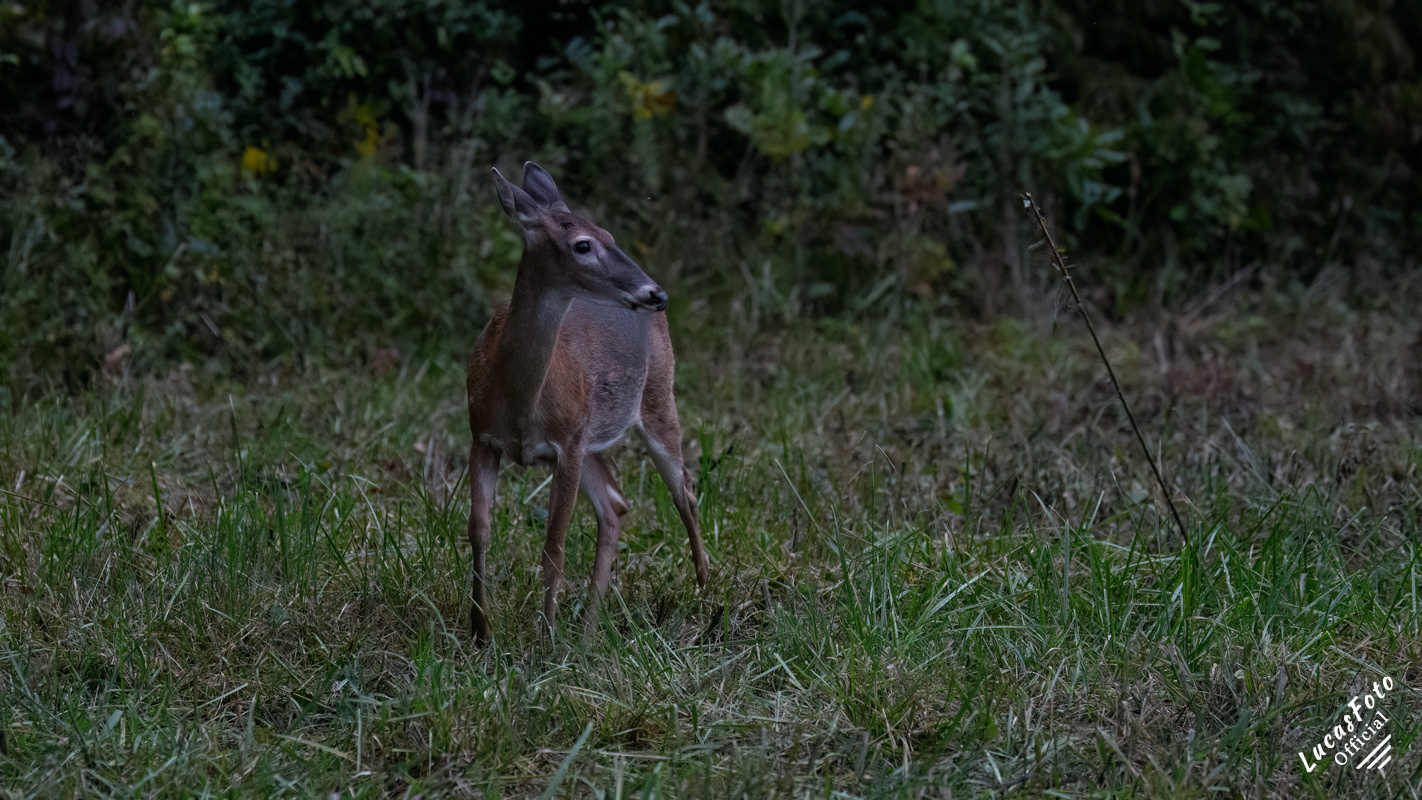Whitetail