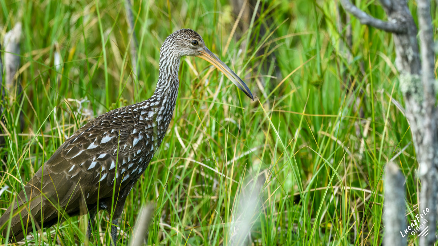 Limpkin