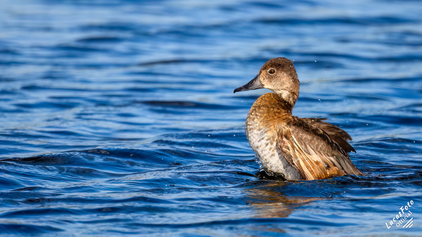 Ring-necked Duck