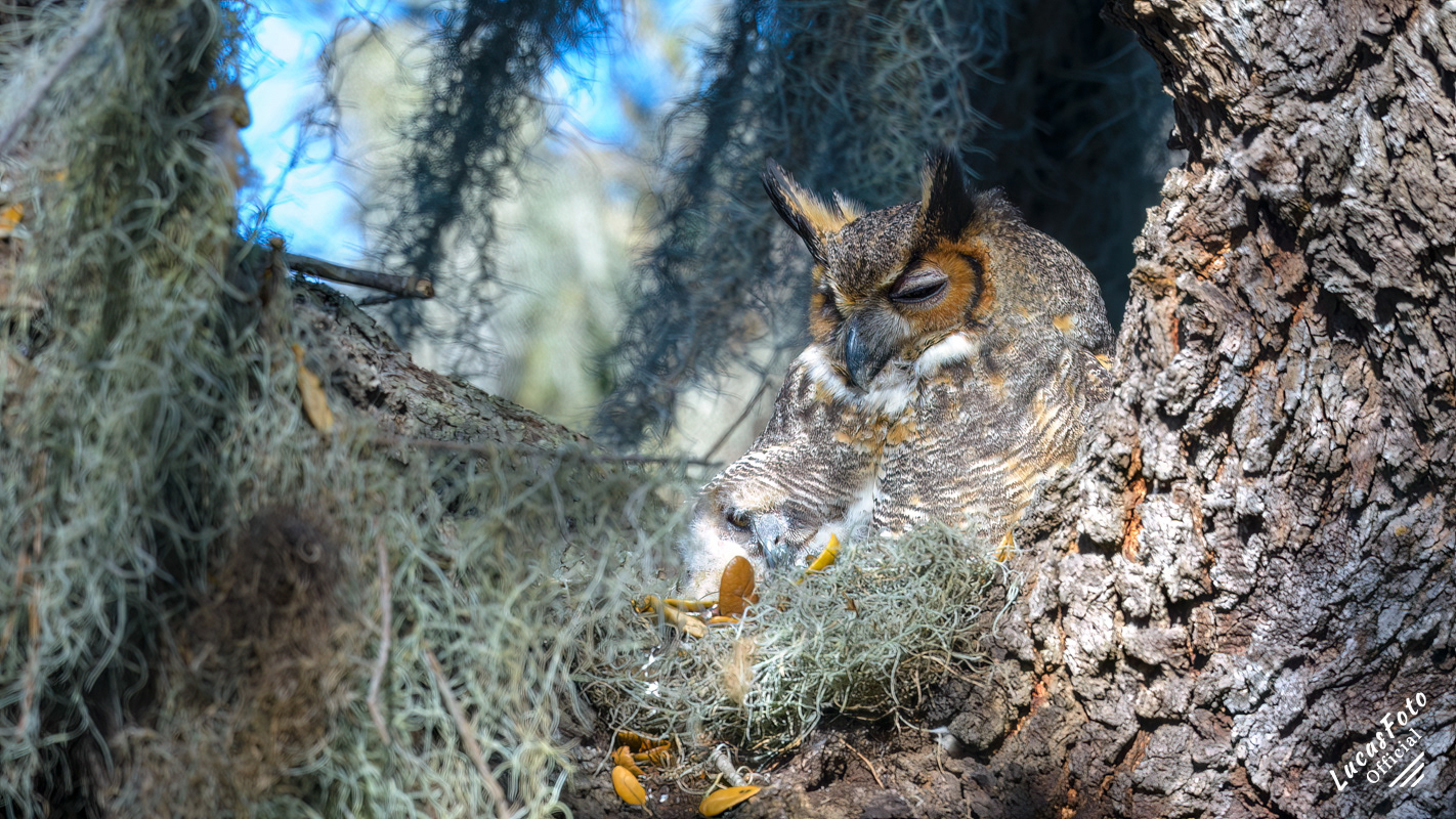 Great Horned Owl
