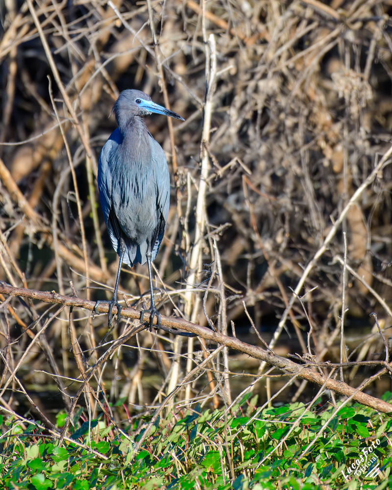 Little Blue Heron