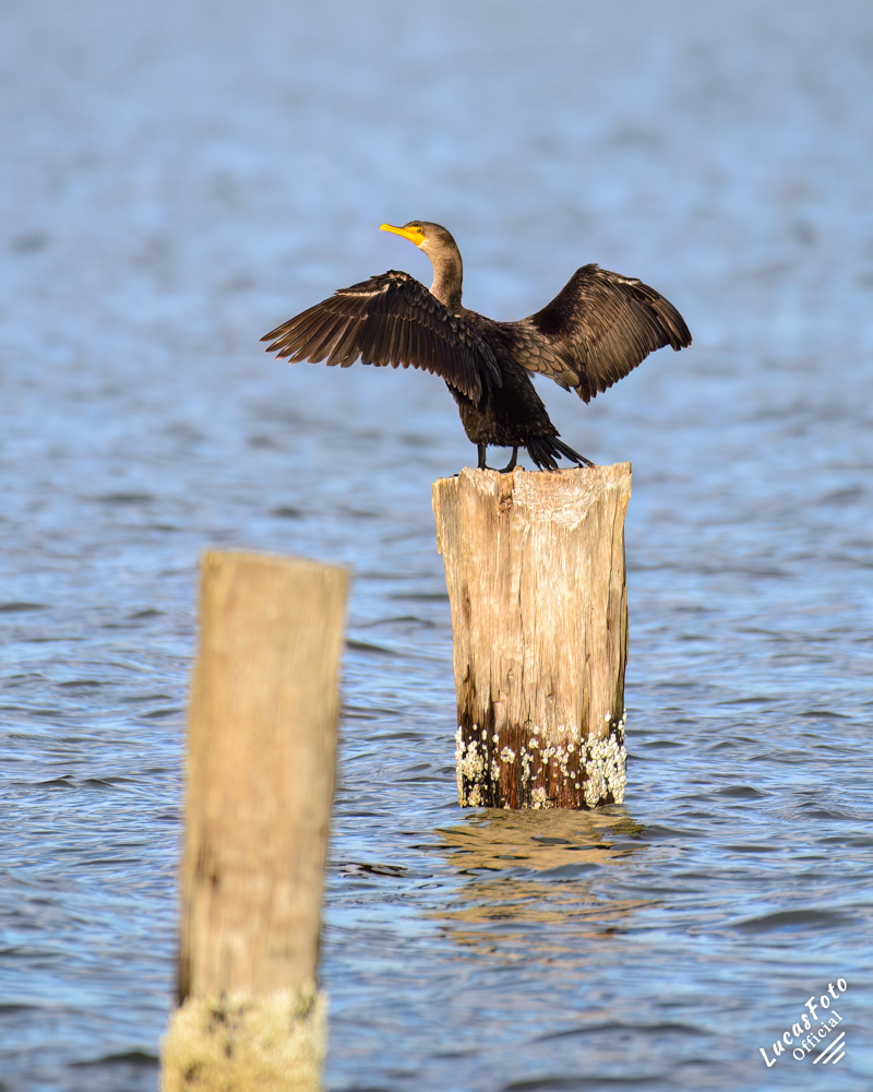 Double-crested Cormorant