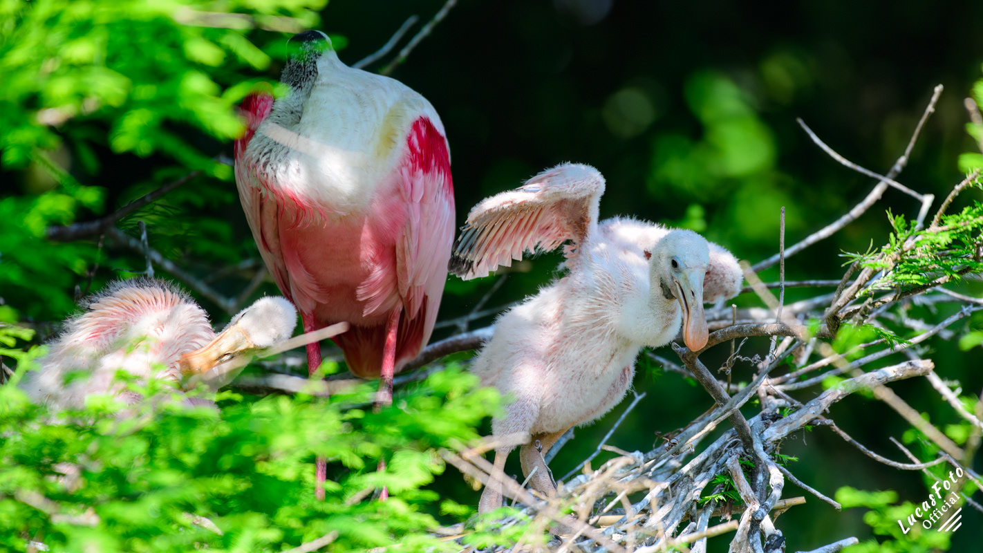 Roseate Spoonbill
