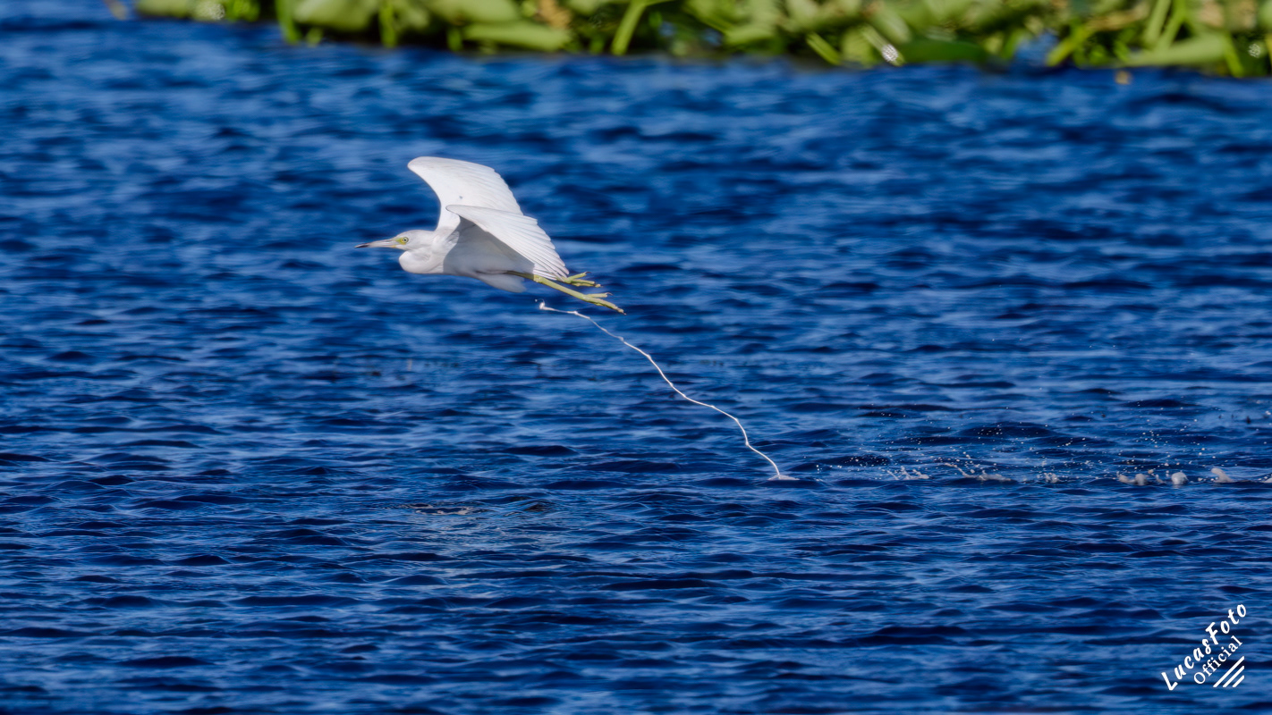 Juvenile Little Blue Heron