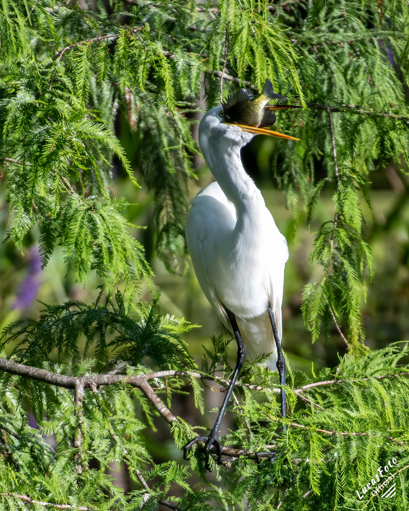 Great Egret