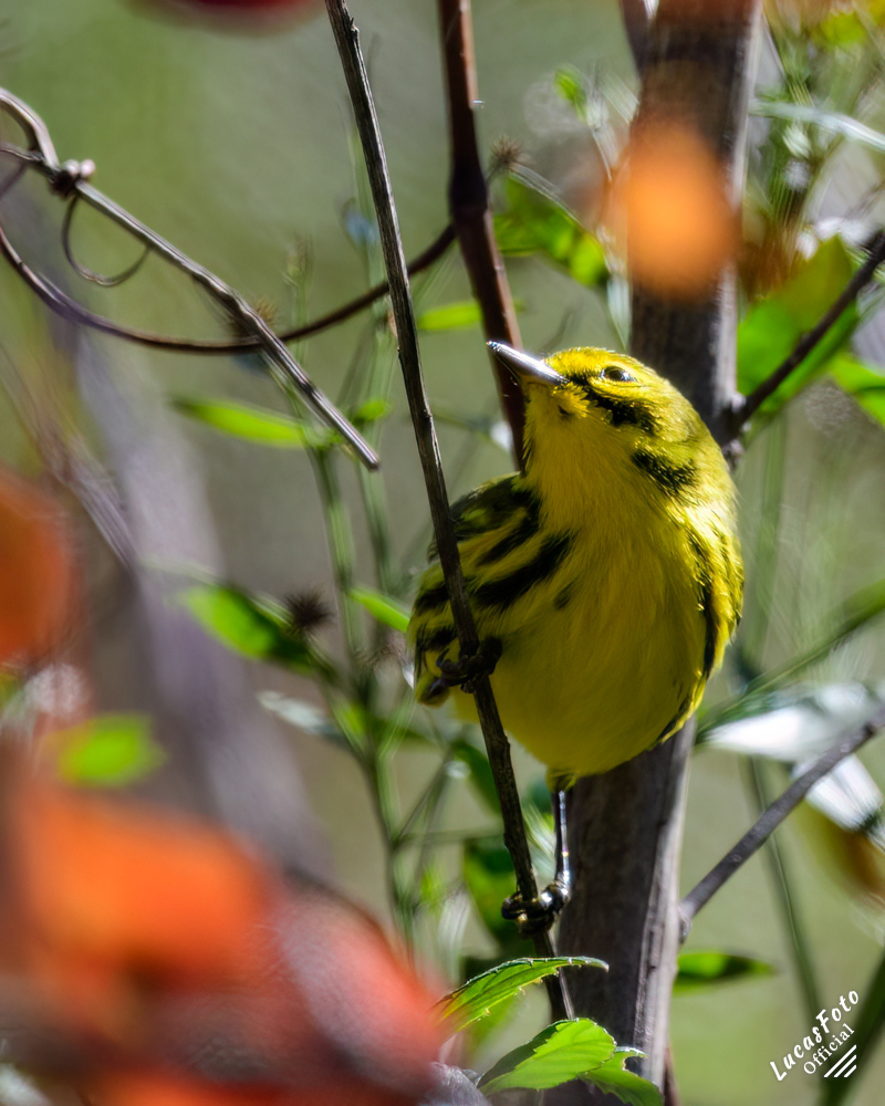 Prairie Warbler