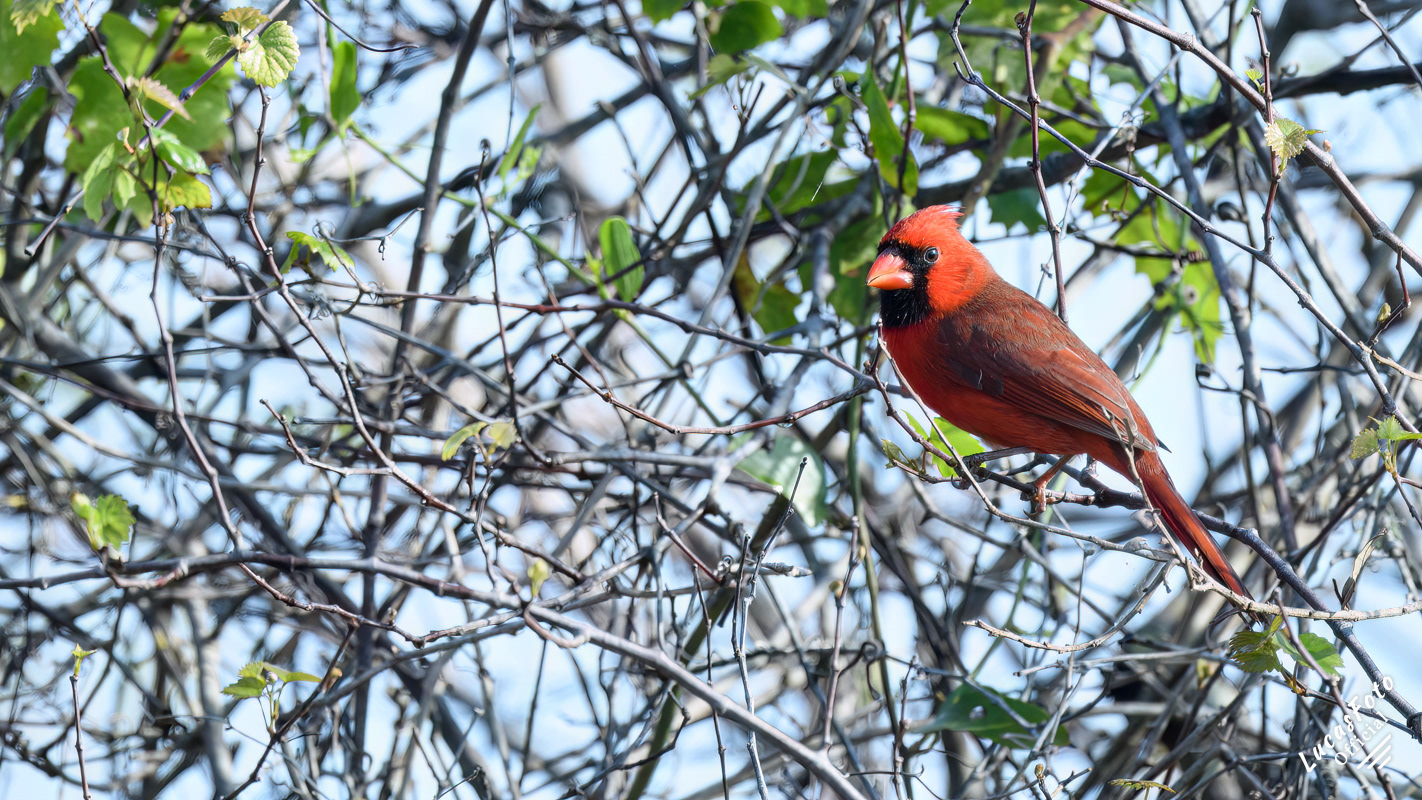 Northern Cardinal