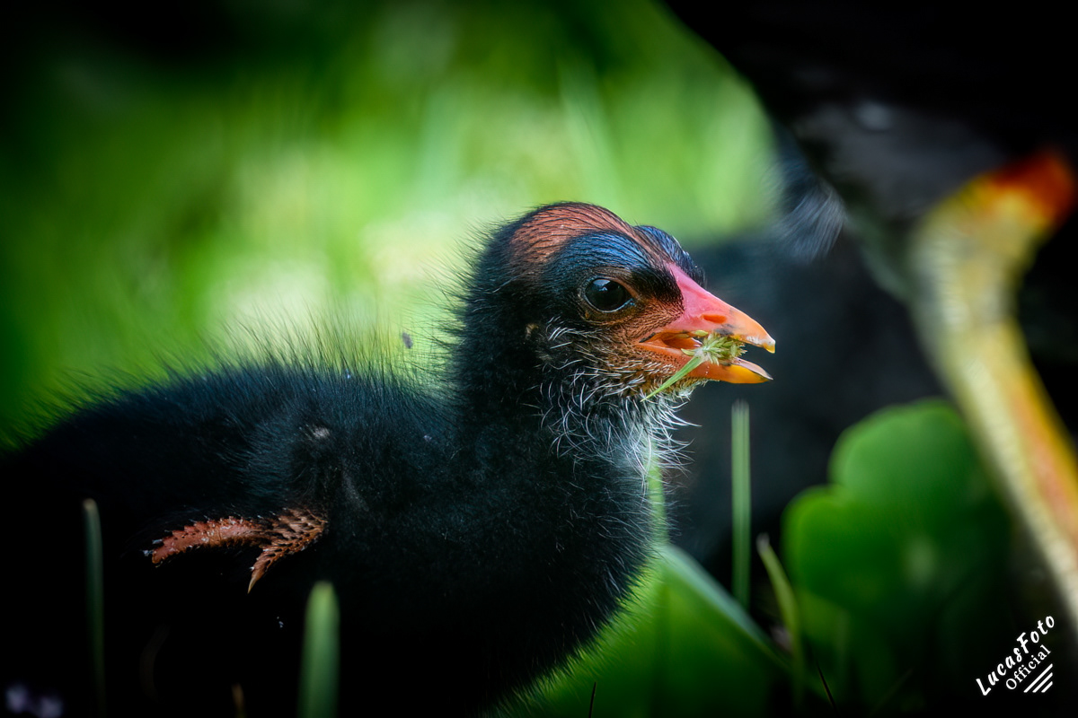 Common Gallinule