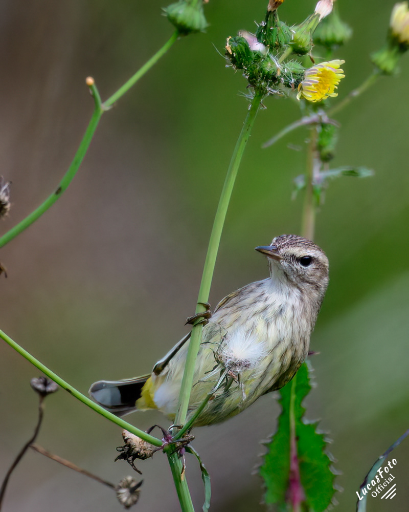 Palm Warbler